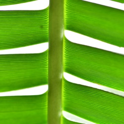 Berlin/Botanischer Garten/DSC_1172.JPG